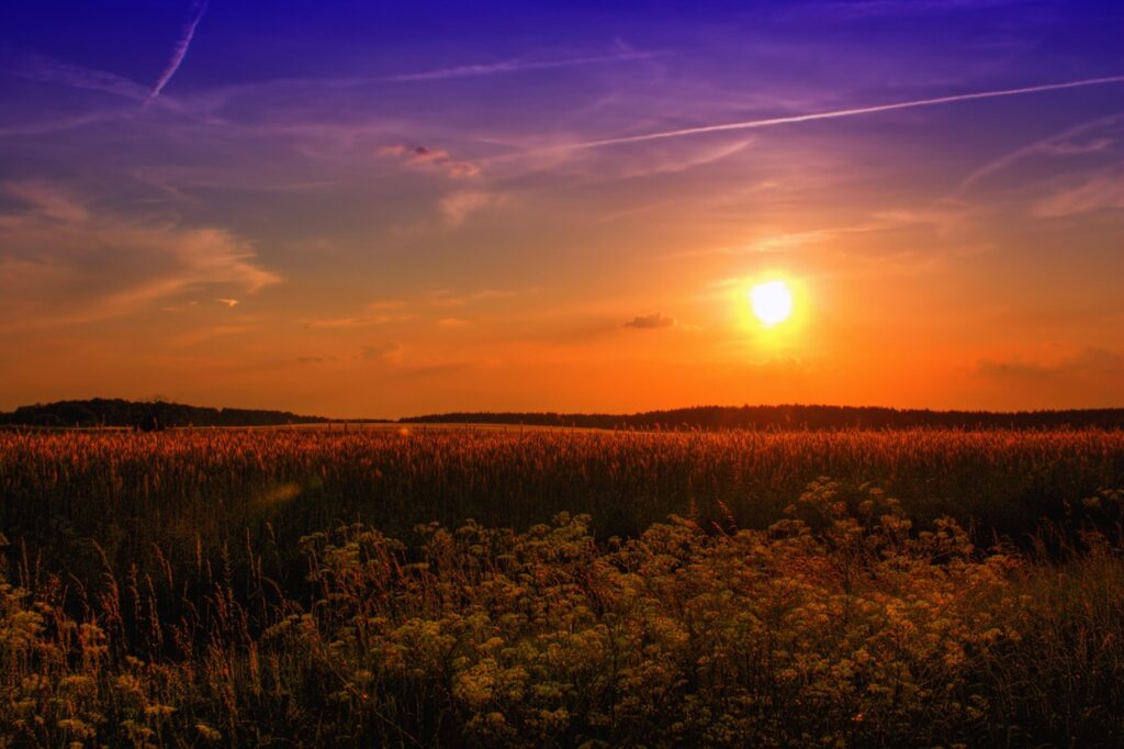 Sun over meadows