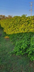Passionfruit vines